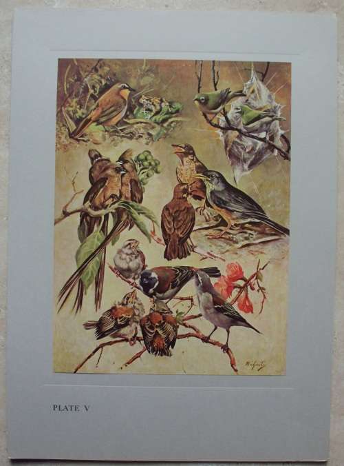 Print Set - Our Birds - 8 colour plates - 1960 - 2nd Series