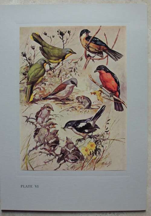 Print Set - Our Birds - 8 colour plates - 1960 - 2nd Series