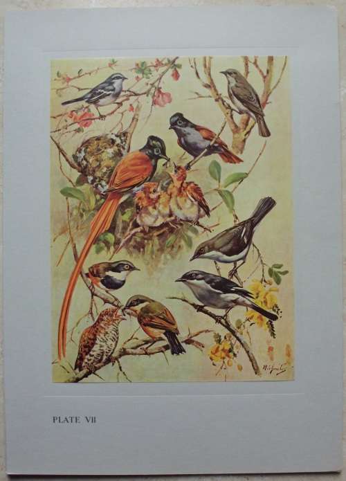 Print Set - Our Birds - 8 colour plates - 1960 - 2nd Series