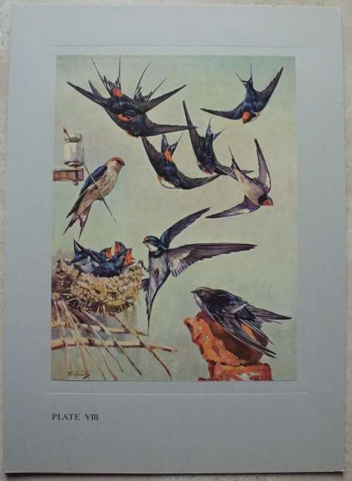 Print Set - Our Birds - 8 colour plates - 1960 - 2nd Series