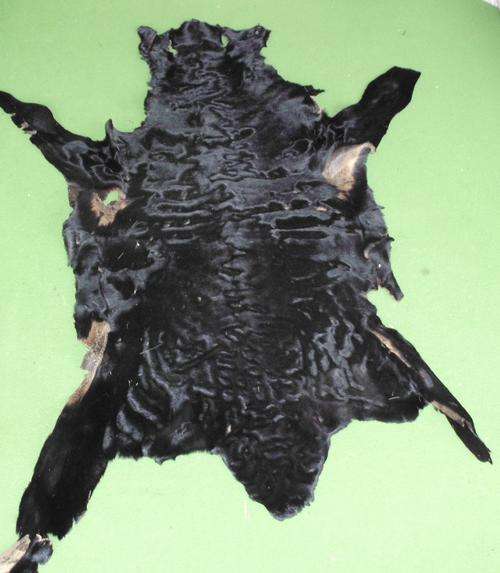 Karakul skin