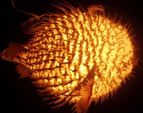 Lamp - Genuine Fish - Blaashoppie/Blowfish