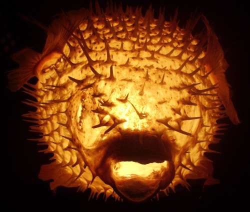 Lamp - Genuine Fish - Blaashoppie/Blowfish