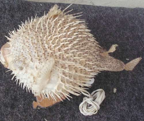 Lamp - Genuine Fish - Blaashoppie/Blowfish