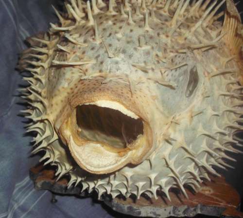 Lamp - Genuine Fish - Blaashoppie/Blowfish