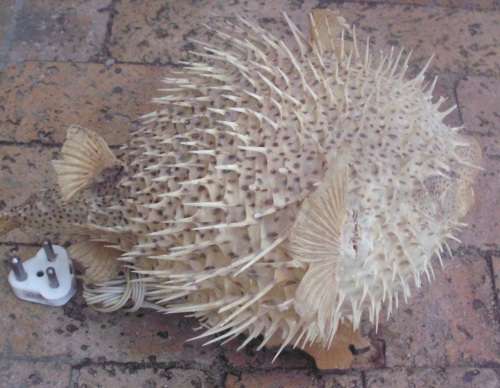 Lamp - Genuine Fish - Blaashoppie/Blowfish