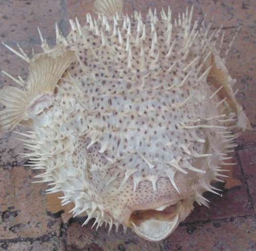 Lamp - Genuine Fish - Blaashoppie/Blowfish