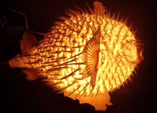 Lamp - Genuine Fish - Blaashoppie/Blowfish