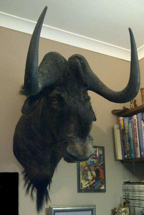 Trophy, White-tailed GNU (Black Wildebeest)