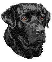 white guest Labrador   Dog