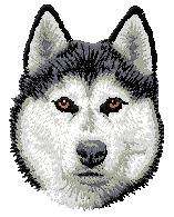 Cream  Face cloth siberian Husky     Dog
