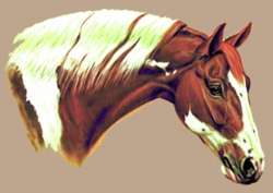 Horse EMBROIDERED Cream Guest TOWEL Paint