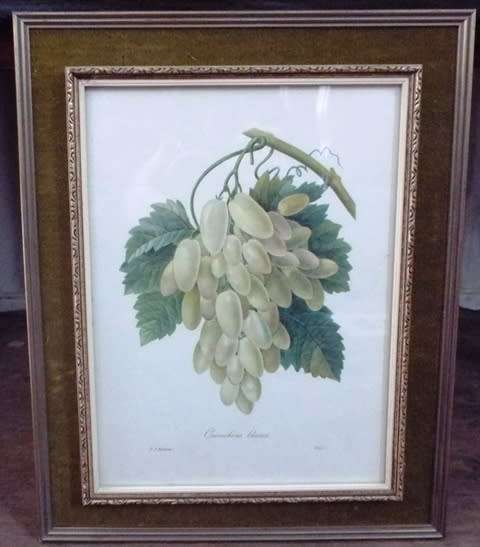 WOW 5 X Fruit and Flower Prints by Pierre-Joseph Redouté FRAMED