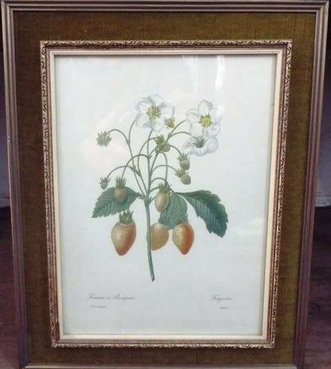 WOW 5 X Fruit and Flower Prints by Pierre-Joseph Redouté FRAMED