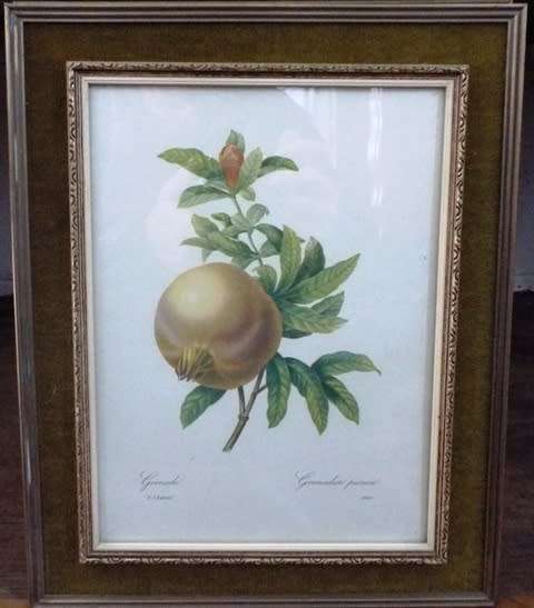 WOW 5 X Fruit and Flower Prints by Pierre-Joseph Redouté FRAMED