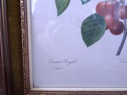 WOW 5 X Fruit and Flower Prints by Pierre-Joseph Redouté FRAMED