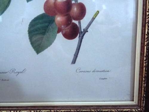 WOW 5 X Fruit and Flower Prints by Pierre-Joseph Redouté FRAMED