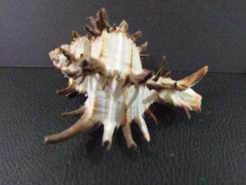 Brown and White Murex Seashell