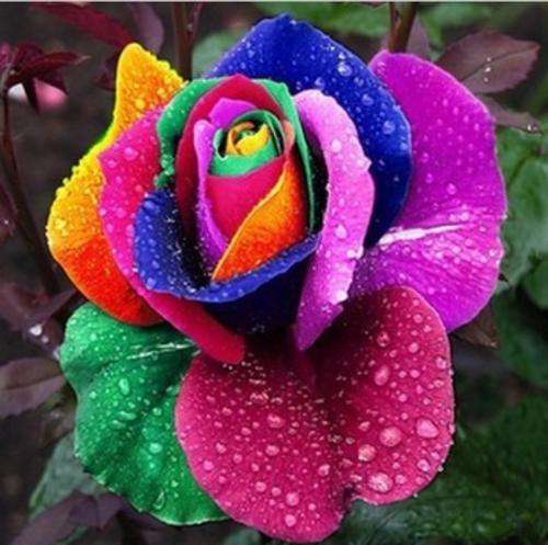 Beautiful  Rainbow Rose seeds-20 seeds with this auction-Local stock-Cheap Shipping!!!