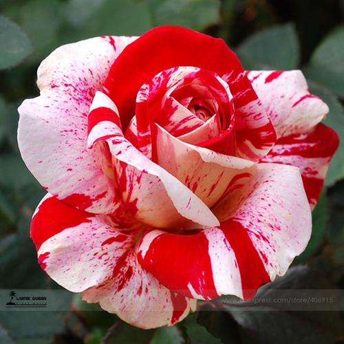 Pink Rose Red Strip -50 seeds for this auction-Cheap Shipping!