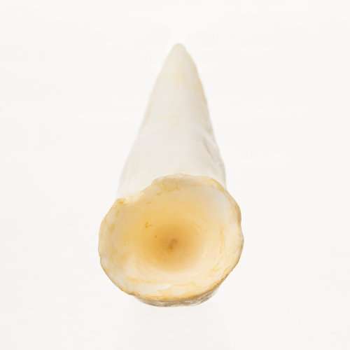 Crocodile Teeth Authentic 10mm