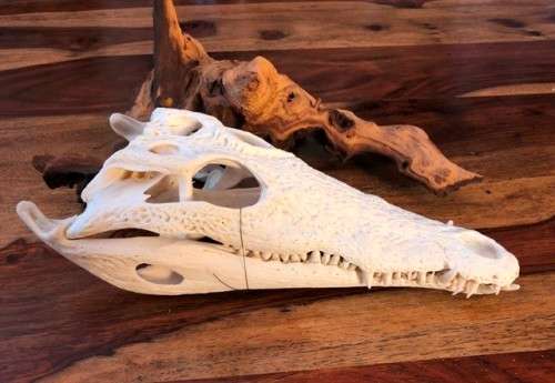 JUVENILE NILE CROCODILE