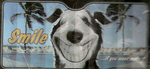 Twisted Whiskers Front Smile If You Want Me Sunshade