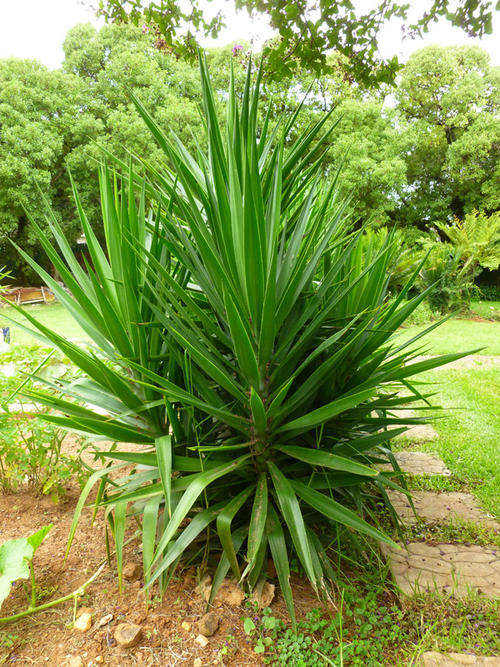 Yucca Plant [7 Up for Grabs!!!]