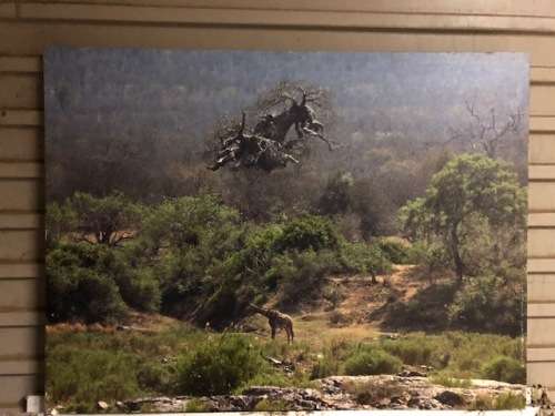 Large 800 x 600 mm acrylic still life on canvas:Unsigned