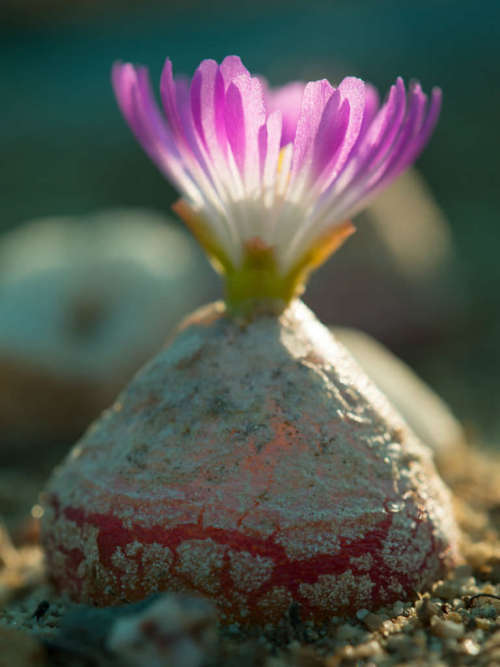 Conophytum burgeri EA009 - 50 Seeds