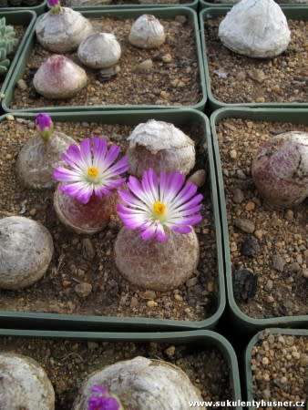 Conophytum burgeri EA009 - 50 Seeds