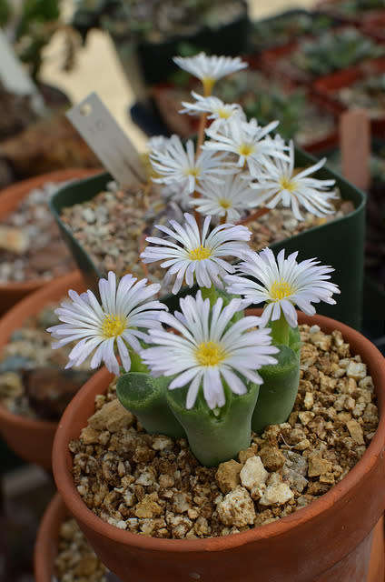 Conophytum longum - 50 Seeds