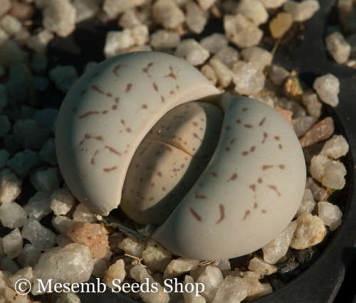 Dinteranthus vanzylii - 50 Seeds