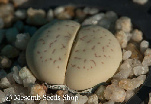 Dinteranthus vanzylii - 50 Seeds