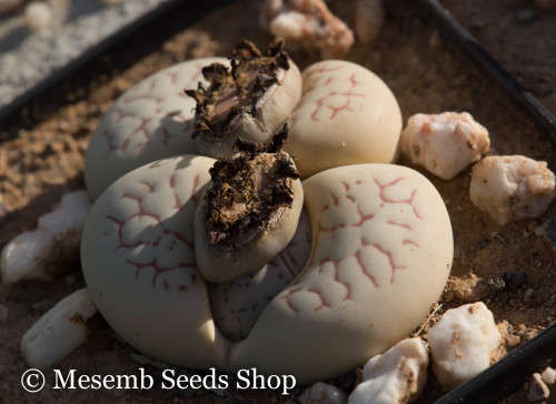 Dinteranthus vanzylii - 50 Seeds