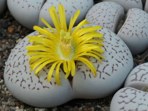 Dinteranthus vanzylii - 50 Seeds