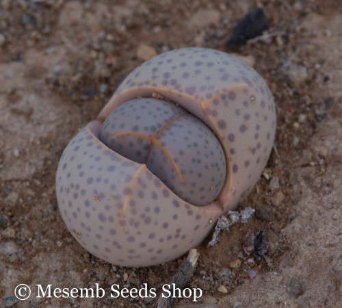 Dinteranthus wilmotianus - 50 Seeds