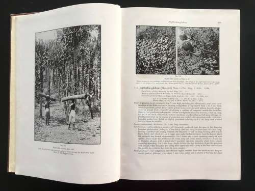 The Succulent Euphorbieae (Southern Africa) 1941 classic work - Volume II - White, Dyer and Sloane.