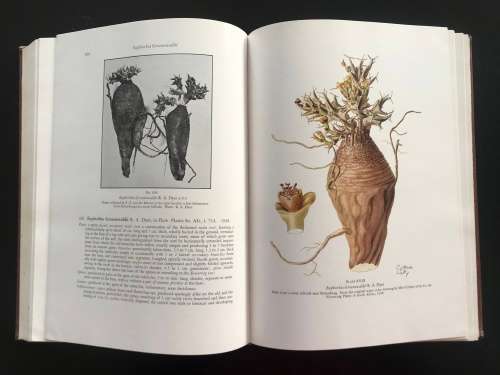 The Succulent Euphorbieae (Southern Africa) 1941 classic work - Volume II - White, Dyer and Sloane.
