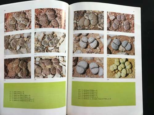 Lithops of SWA / Namibia - Desmond Cole