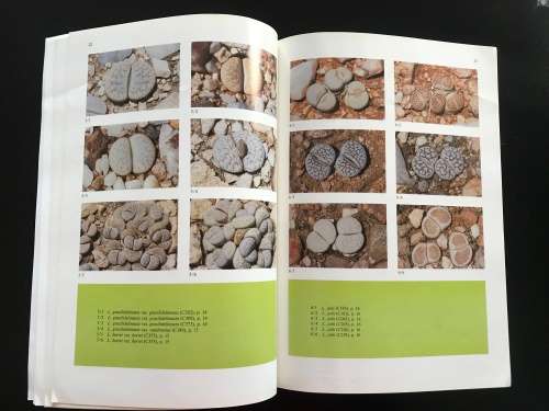 Lithops of SWA / Namibia - Desmond Cole