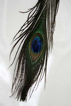 Peacock Feathers