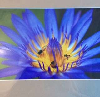 A STUDY OF BEES : ORIGINAL PHOTOGRAPH BY NATHALIE VERHAEGHE