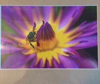 UP CLOSE AND PERSONAL WITH A BEE: ORIGINAL PHOTOGRAPH BY NATHALIE VERHAEGHE