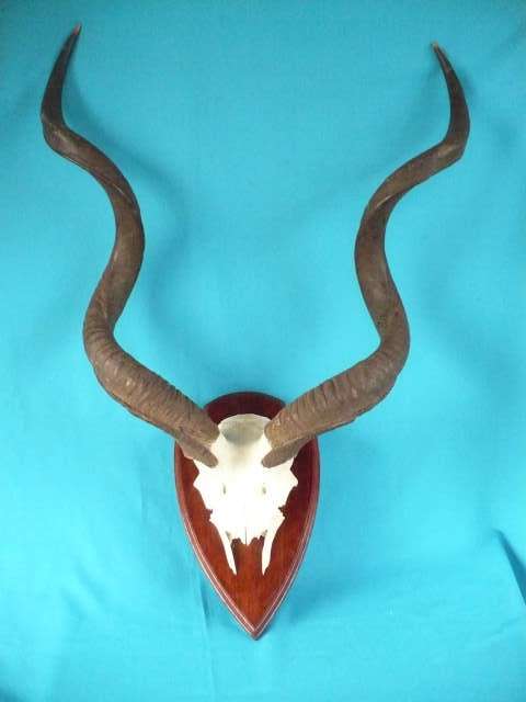 MOUNTED KUDU  SKULL PLATE  WITH  HORNS
