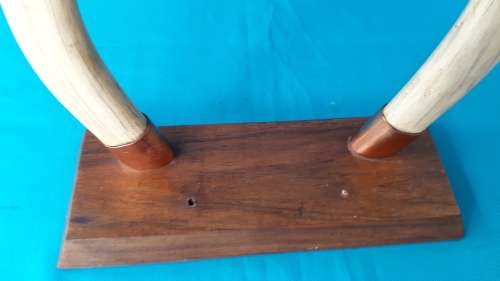 WARTHOG TUSKS MOUNTED