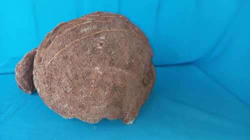 LARGE   12.4 kg   QUARTZ CRYSTAL GEODE