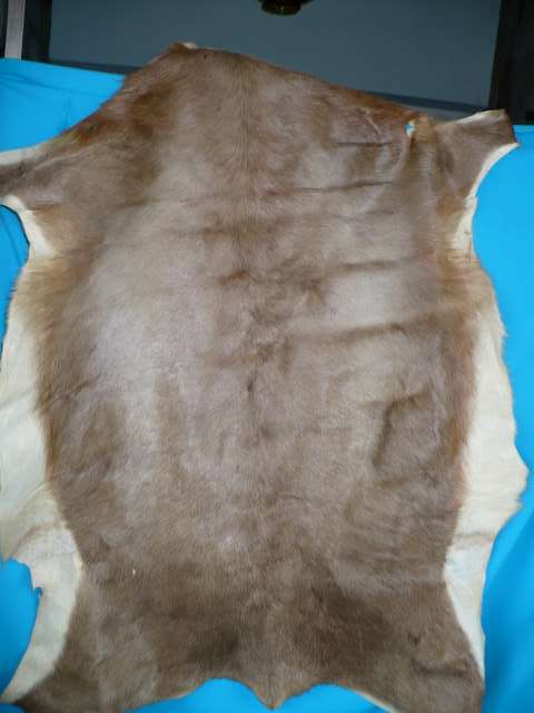 TANNED IMPALA HIDE