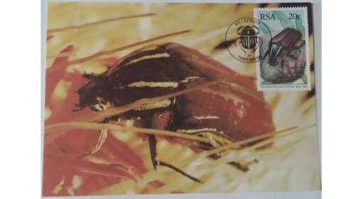 1987 - RSA Beetles -  Maximum Cards