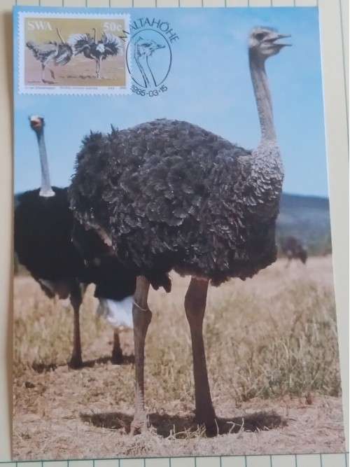 1985 -  SWA Ostrich Maximum Card - 17